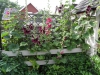 P7050400.JPG