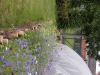 P7050320.JPG