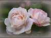 DSC_0014.JPG