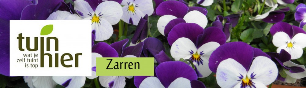 Tuinhier Zarren