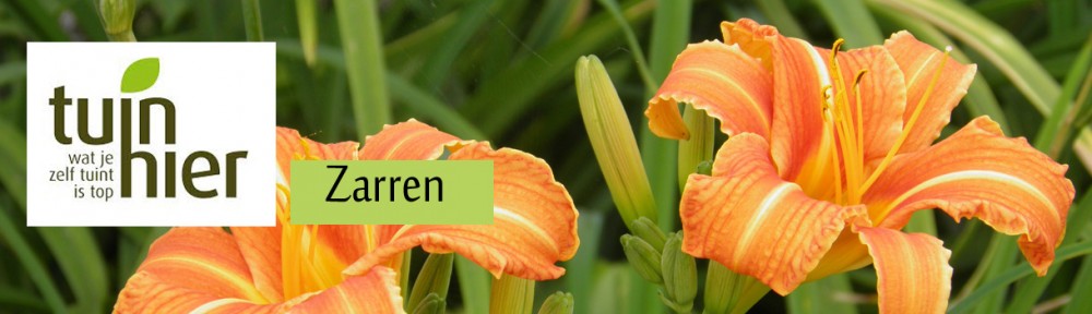 Tuinhier Zarren
